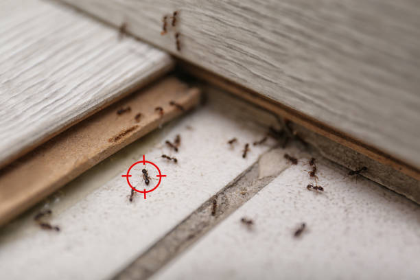 Best Best Pest Control Companies  in Fanwood, NJ
