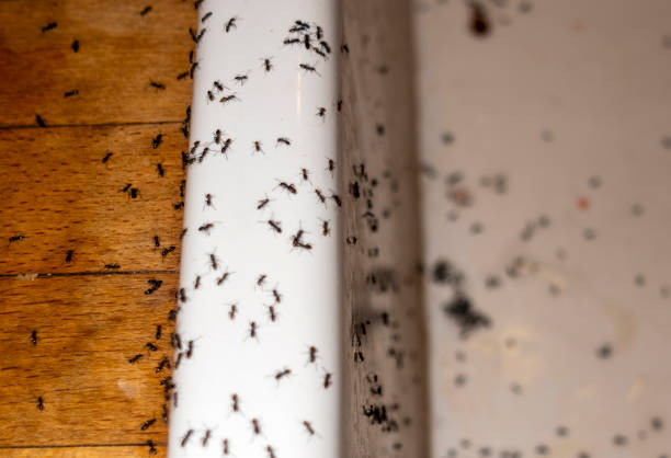 Best Bed Bug Extermination  in Fanwood, NJ